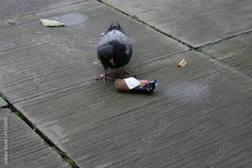 Schilderij op canvas Bird Dinner