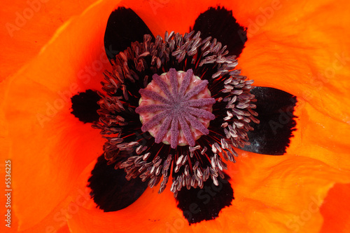 Orange Flower closeup photo