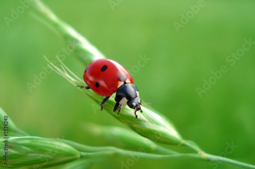 Cute LadyBug - Happyness sign