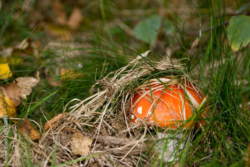 Wallpaper Mural Fliegenpilz Torontodigital.ca