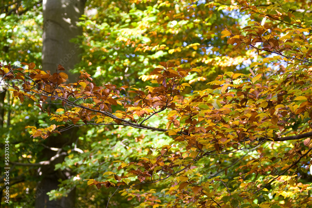 Fototapeta premium Blätter im Herbst