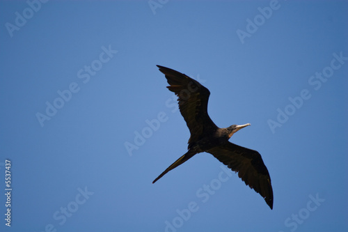 Fregattvogel vor blauem Himmel © unpict