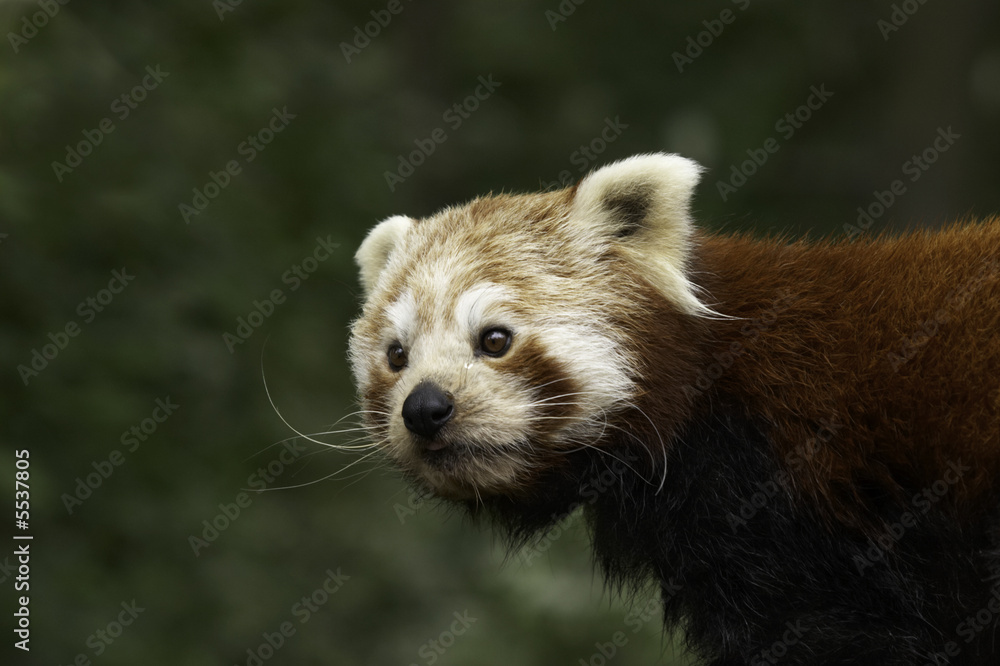 Obraz premium Red panda