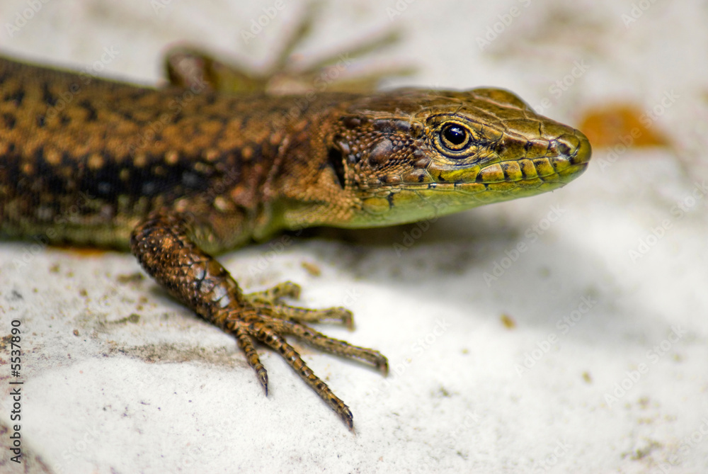 Naklejka premium Animals In The Wild