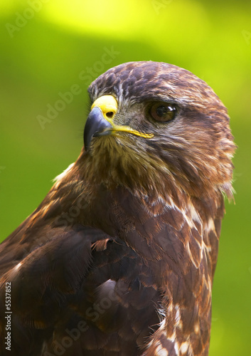 Golden Eagle 