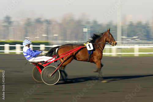 Cheval au trot attelé