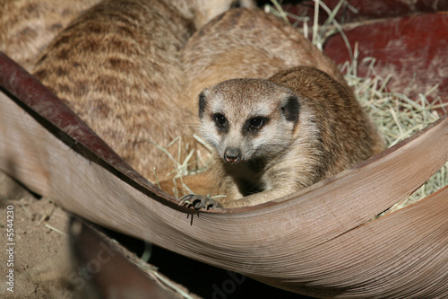 Canvas Print Meerkat