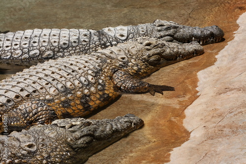 crocodiles lying in the water in the middle of the day