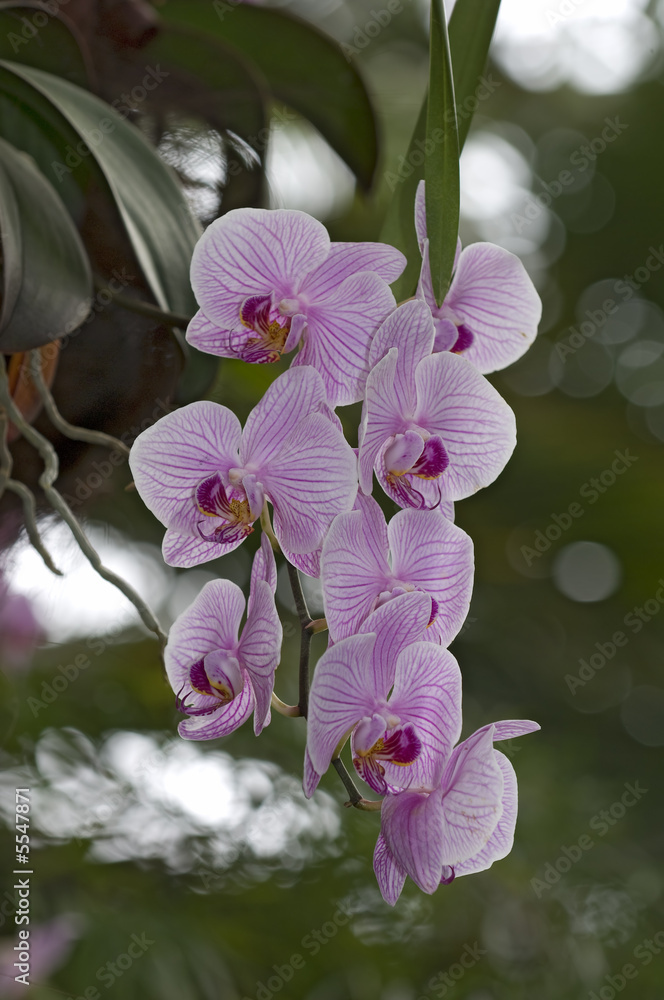 Naklejka premium Orchideen Zuchtformen