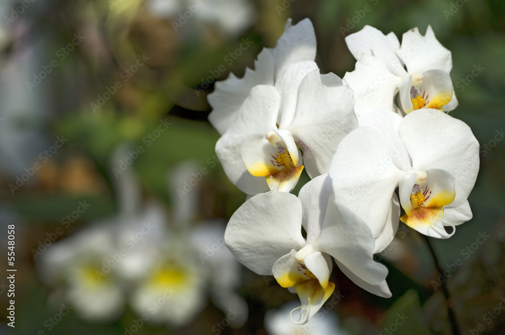 Orchideen Zuchtformen Orchideen Zuchtformen