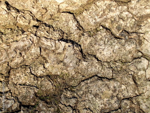 Old bark texture with lichen