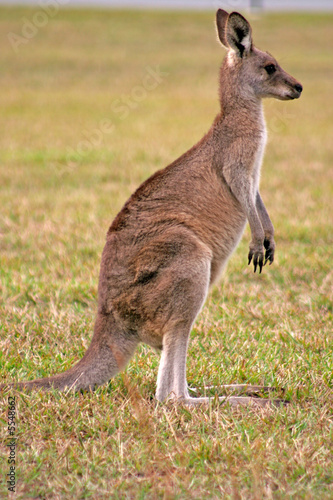 Kangaroo..