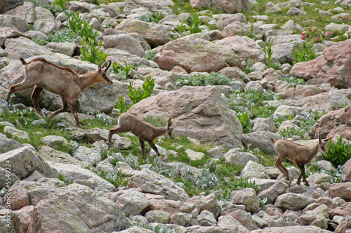 Une famille chamois