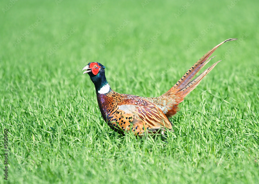Fototapeta premium Common Pheasant ( Phasianus colchicus ). Russia, Voronezh area.