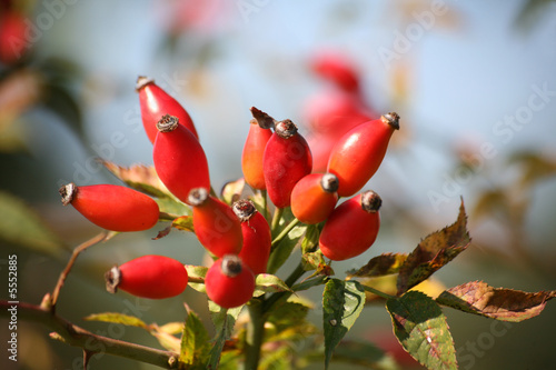 Frucht der Hundsrose photo