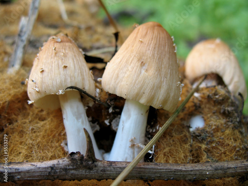Mushrooms born in a pine trunk, natural state