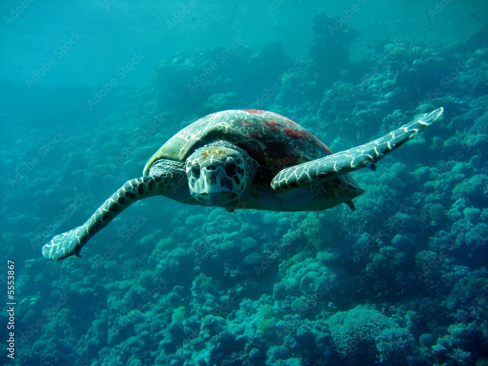 Fototapeta premium Caretta Schildkröte