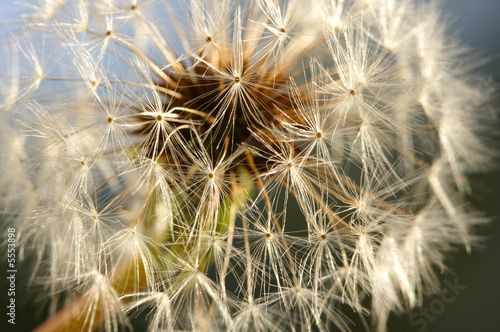 Dandelion Macro Shot