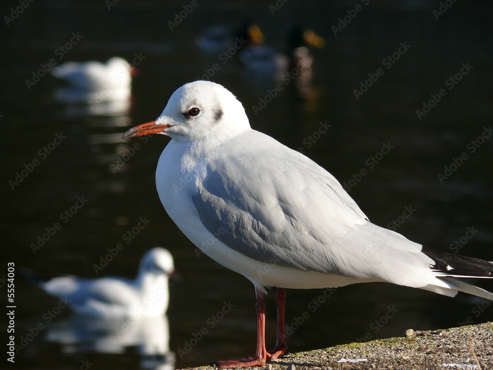 Fototapeta premium Lachmöwe