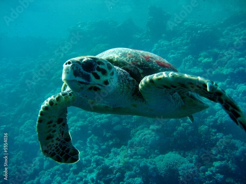 Caretta Schildkröte © Hennie Kissling