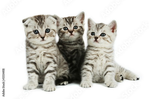 Fototapeta Naklejka Na Ścianę i Meble -  kittens family on white backround