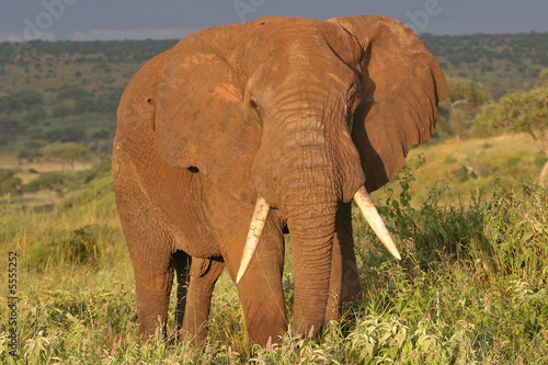 canvas print motiv - biamiti : Elefantenbulle in Serengeti