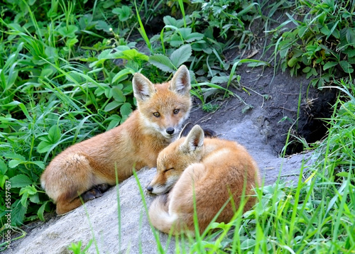Φωτογραφία Red Fox ( Vulpes vulpes )