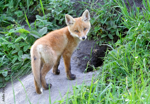 Red Fox ( Vulpes vulpes )