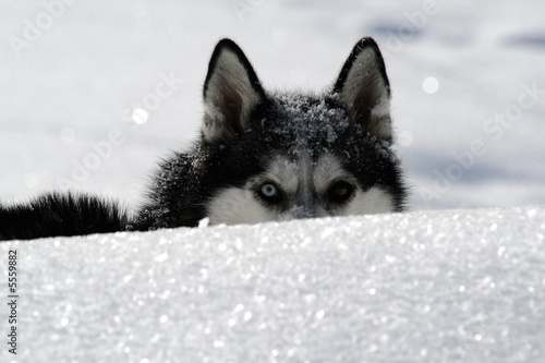 Husky photo