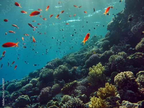 Korallenriff © Hennie Kissling