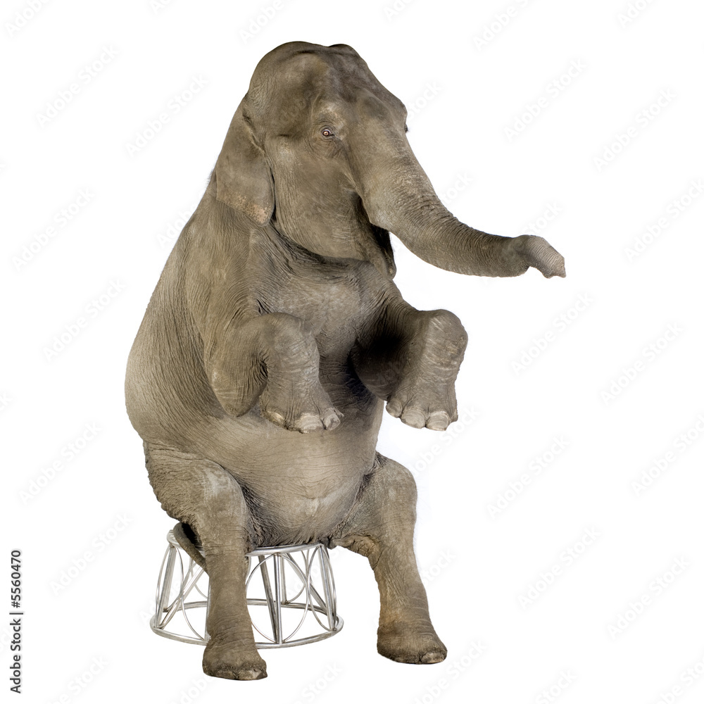 Fotobehang Olifant Asian Elephant - Elephas maximus (40 years) #5560470