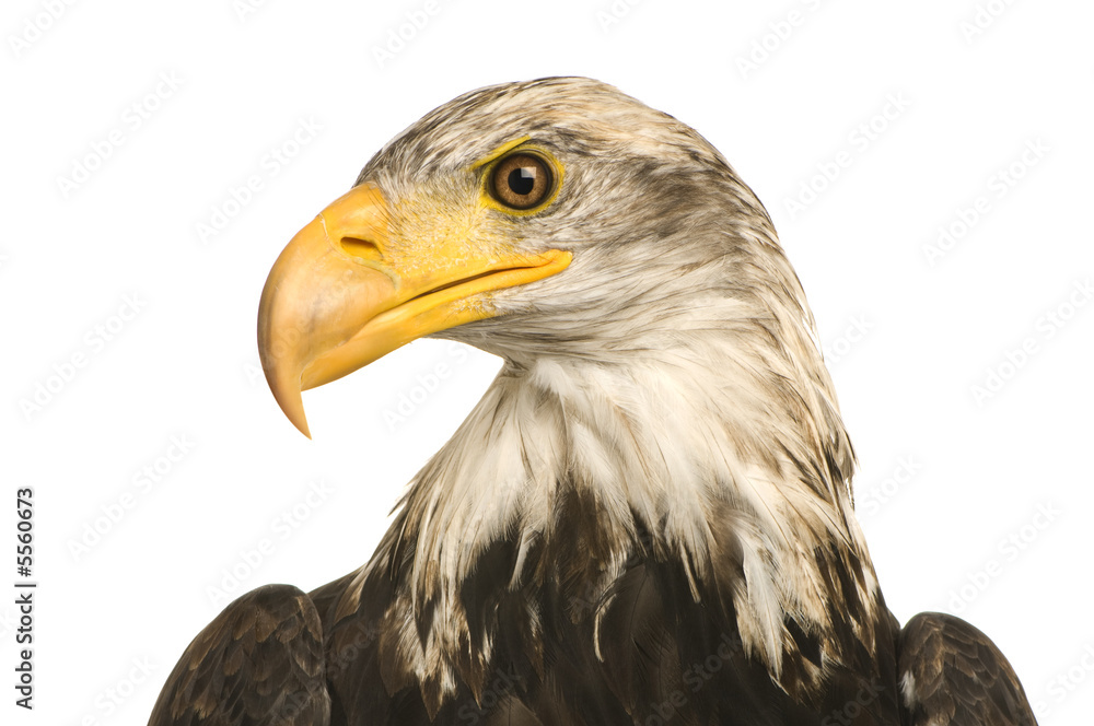 Fototapeta premium Young Bald Eagle (5 years) - Haliaeetus leucocephalus