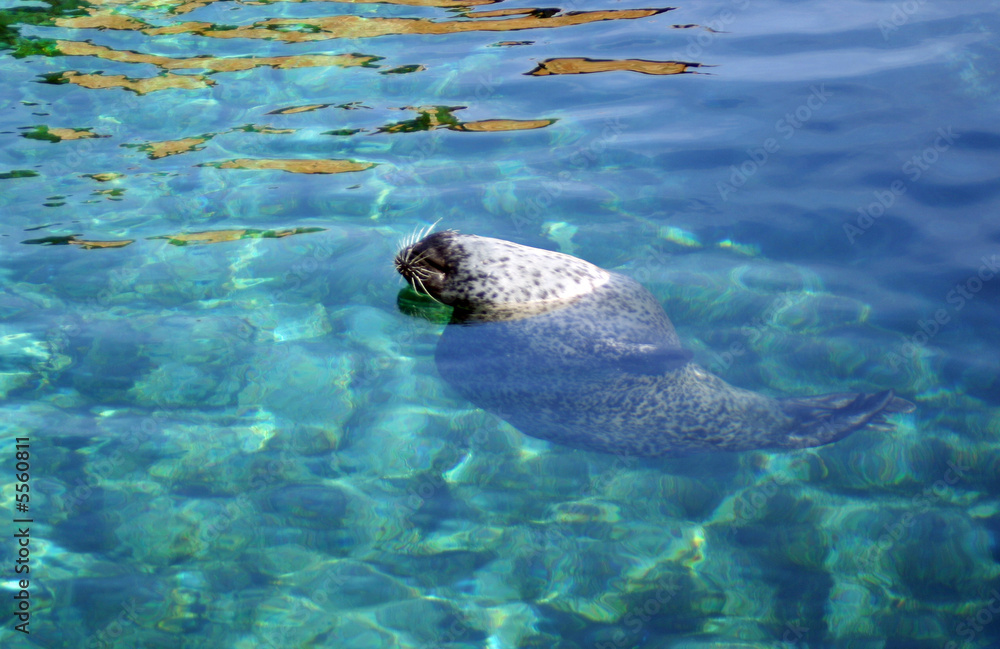 Fototapeta premium Foca marina