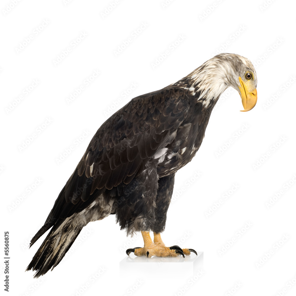 Obraz premium Young Bald Eagle (5 years) - Haliaeetus leucocephalus