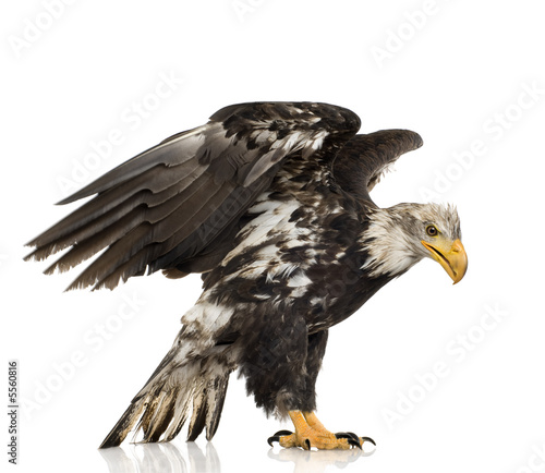 Young Bald Eagle  5 years  - Haliaeetus leucocephalus
