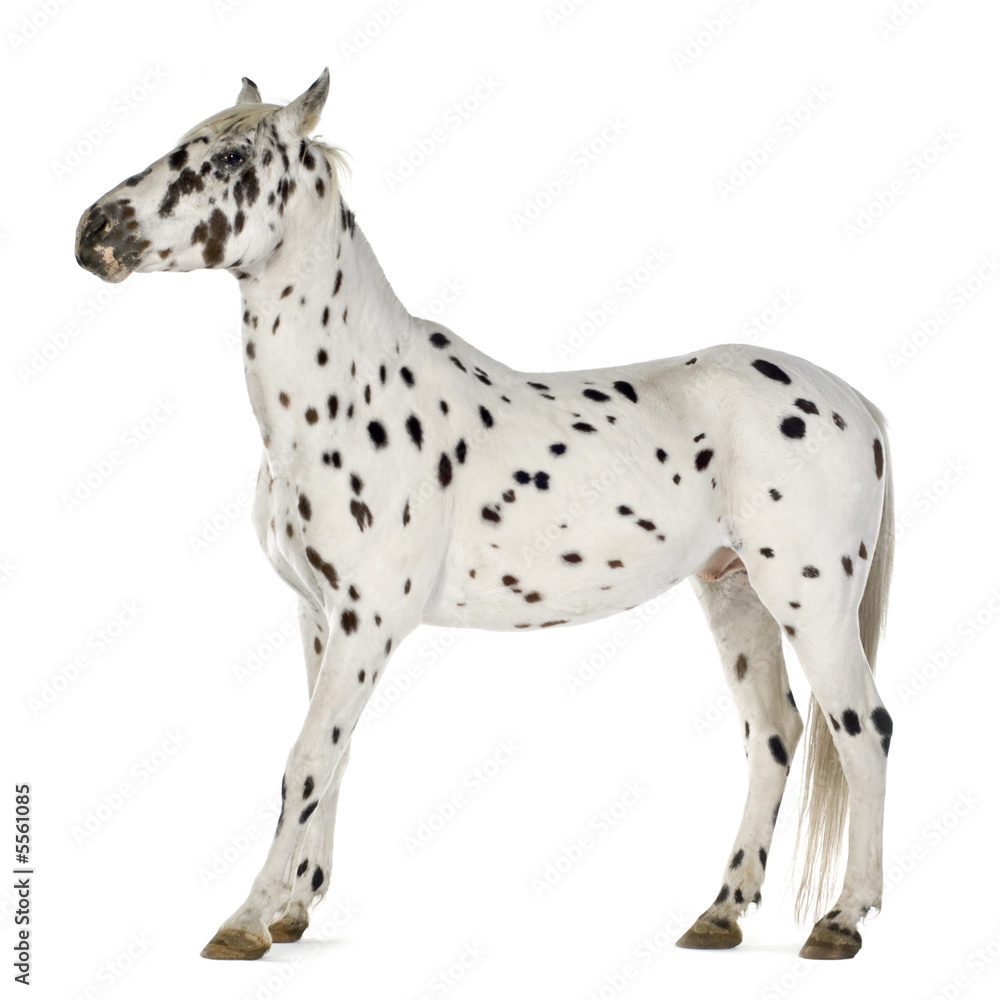 Appaloosa horse