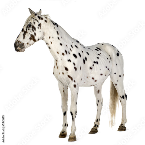 Appaloosa horse