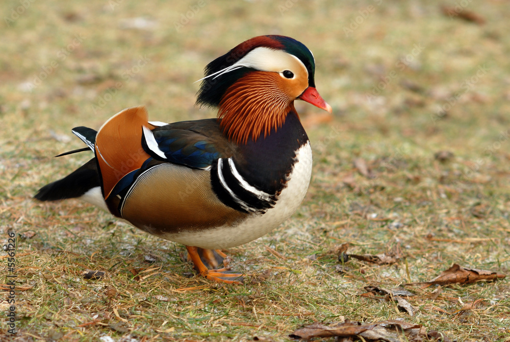 Mandarin duck standing on the frozen ground. Mandarin duck standing on the frozen ground.