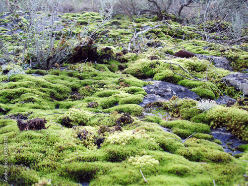 Rocas con musgo