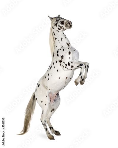 Appaloosa horse