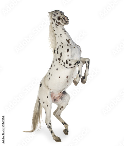 Appaloosa horse