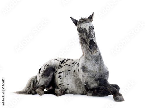 Fotografie Appaloosa horse
