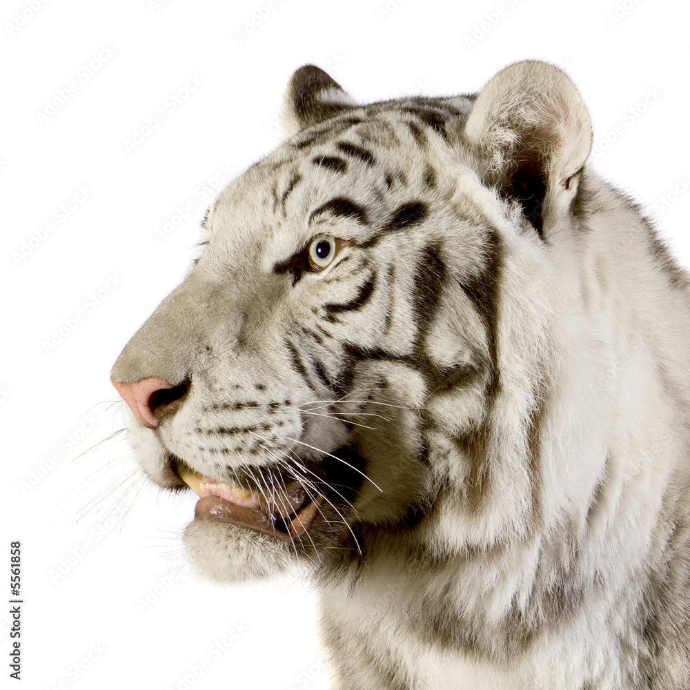 Fototapeta premium White Tiger
