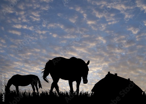 horses on pasture near stable at sunset
