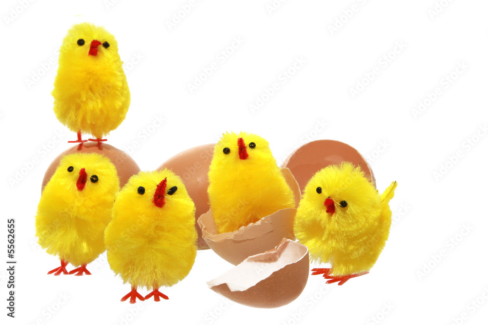 Little yellow Easter chicks, with eggs and eggshells. 