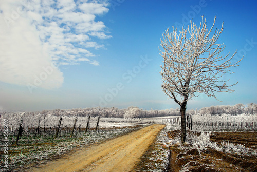 hoarfrost landscape