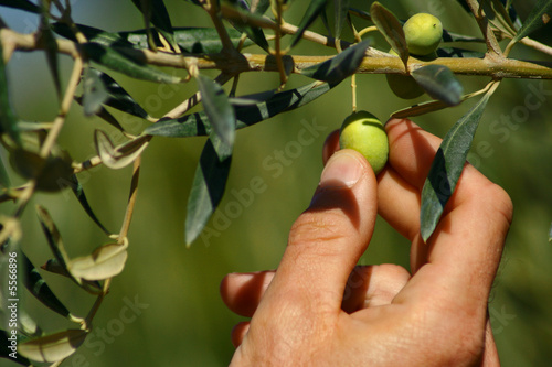 Collecting olives