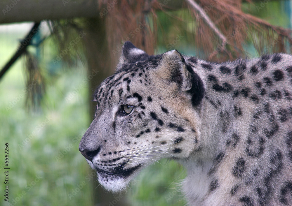 Obraz premium Snow Leopard