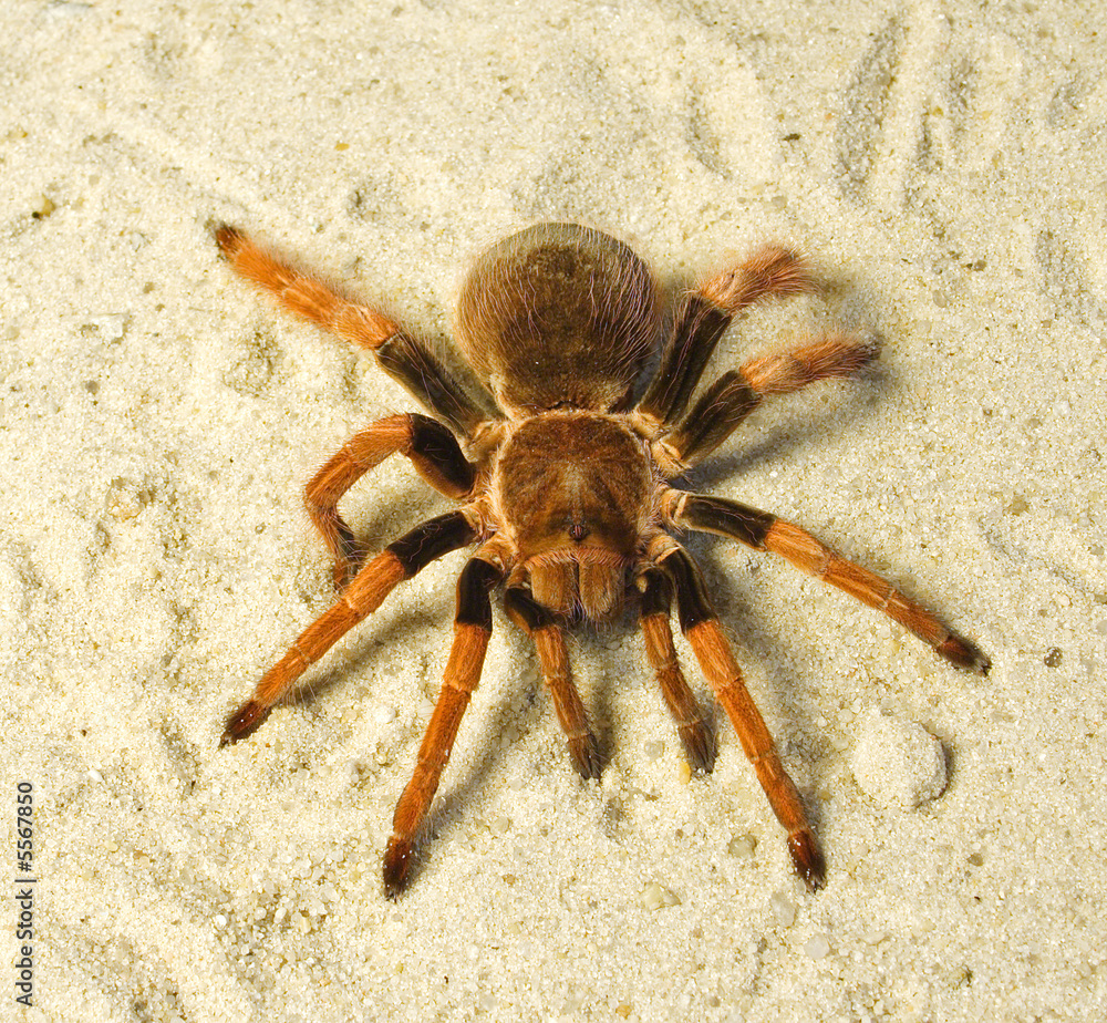 Spider ( Brachypelma boehmei ). Russia, Voronezn, terrarium. Stock Photo |  Adobe Stock