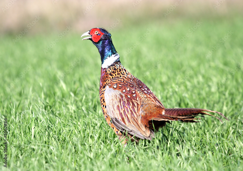 Fototapeta premium Common Pheasant ( Phasianus colchicus ). Russia, Voronezh area.